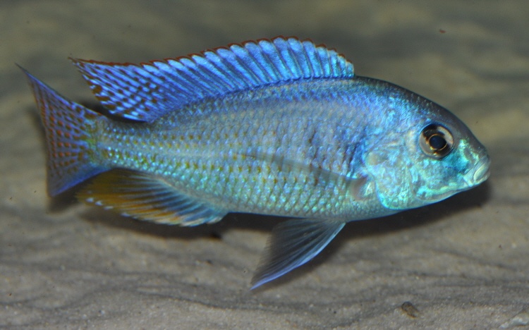 Chilotilapia rhoadesii